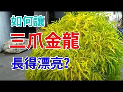 三爪金龍風水|【三爪金龍缺水】三爪金龍缺水警報！即刻補充水分，挽救奇植！。